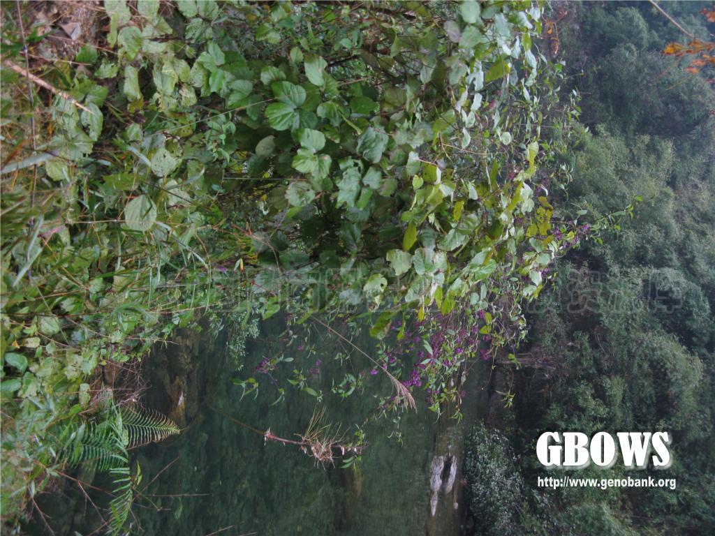 callicarpa longipes dunn